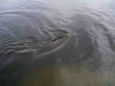 銀龍魚發色過程視頻播放(銀龍魚發色過程視頻播放)