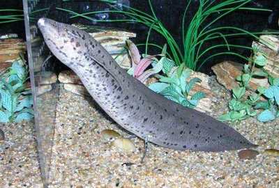 紅龍魚尾巴上有白點