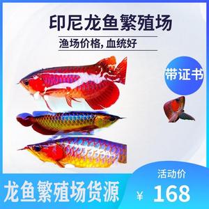 20厘米銀龍魚價格