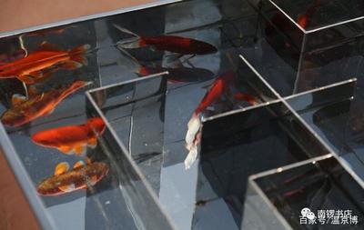 森森魚缸貼吧（森森魚缸咋樣）