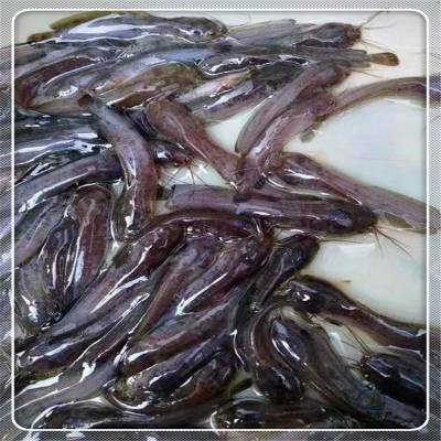 泰國虎魚了解下