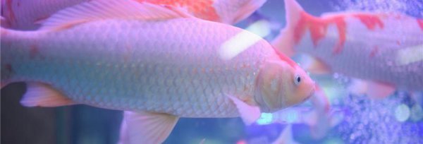 超白魚缸標準尺寸是多少：超白魚缸的標準尺寸
