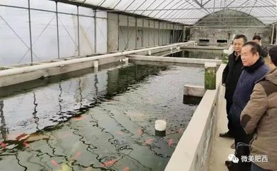 虎皮蘭可以放魚缸里養(yǎng)，但需要注意以下幾點：虎皮蘭可以放魚缸里養(yǎng)嗎