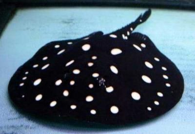 冬季魚缸水草培植：冬季魚缸水草的培植注意事項