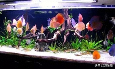 紅龍魚白缸飼養怎么樣：如何保持紅龍魚水質清潔