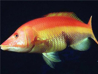 進口紅龍魚價格：進口紅龍魚的價格