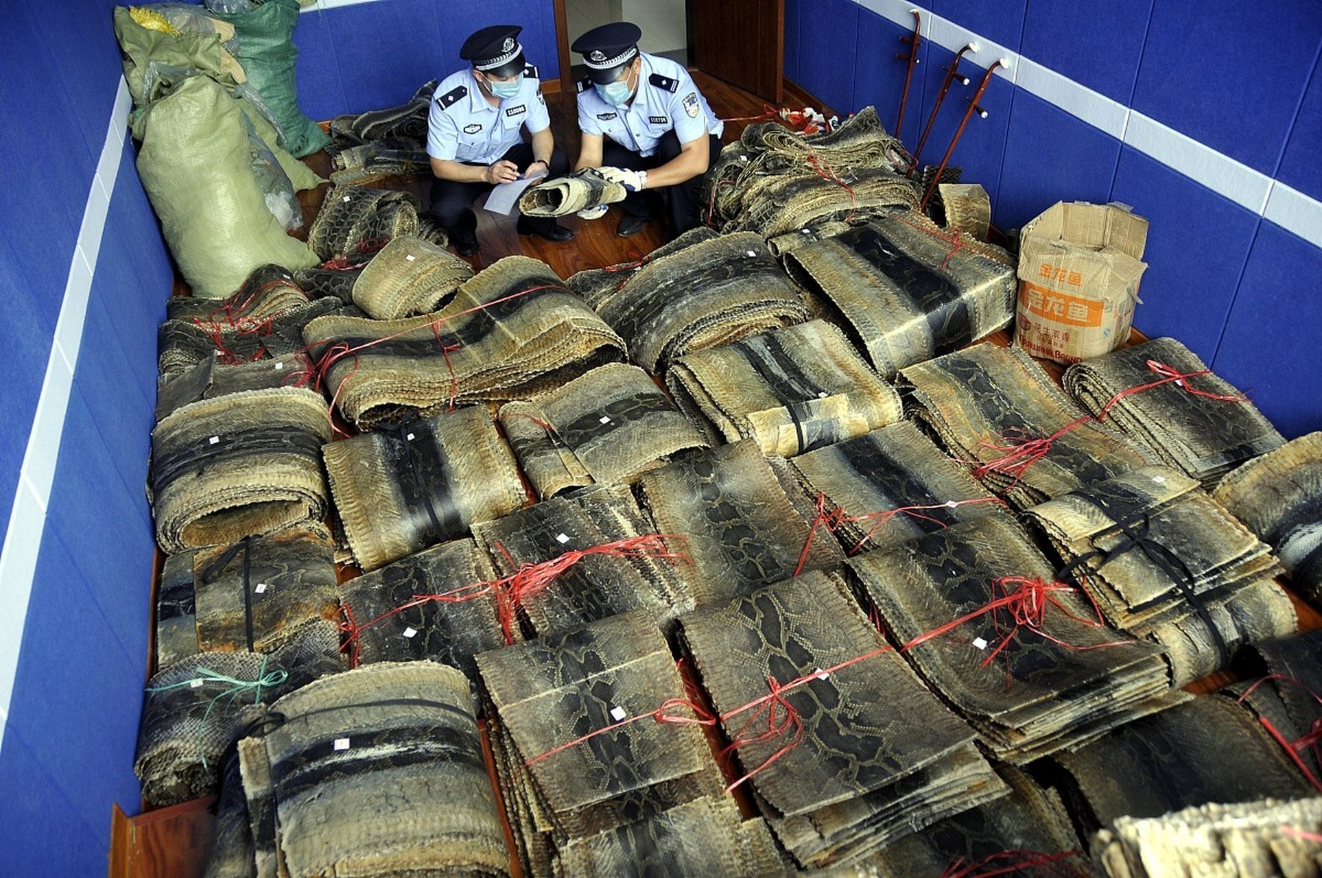 蘇門答臘虎魚能活多少年（蘇門答臘虎的壽命）