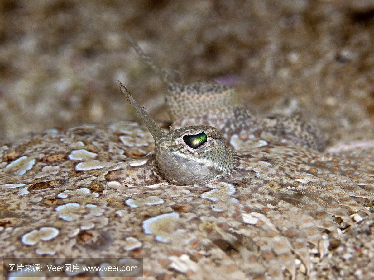 養虎魚水溫多少合適(養虎魚需要多高水位)