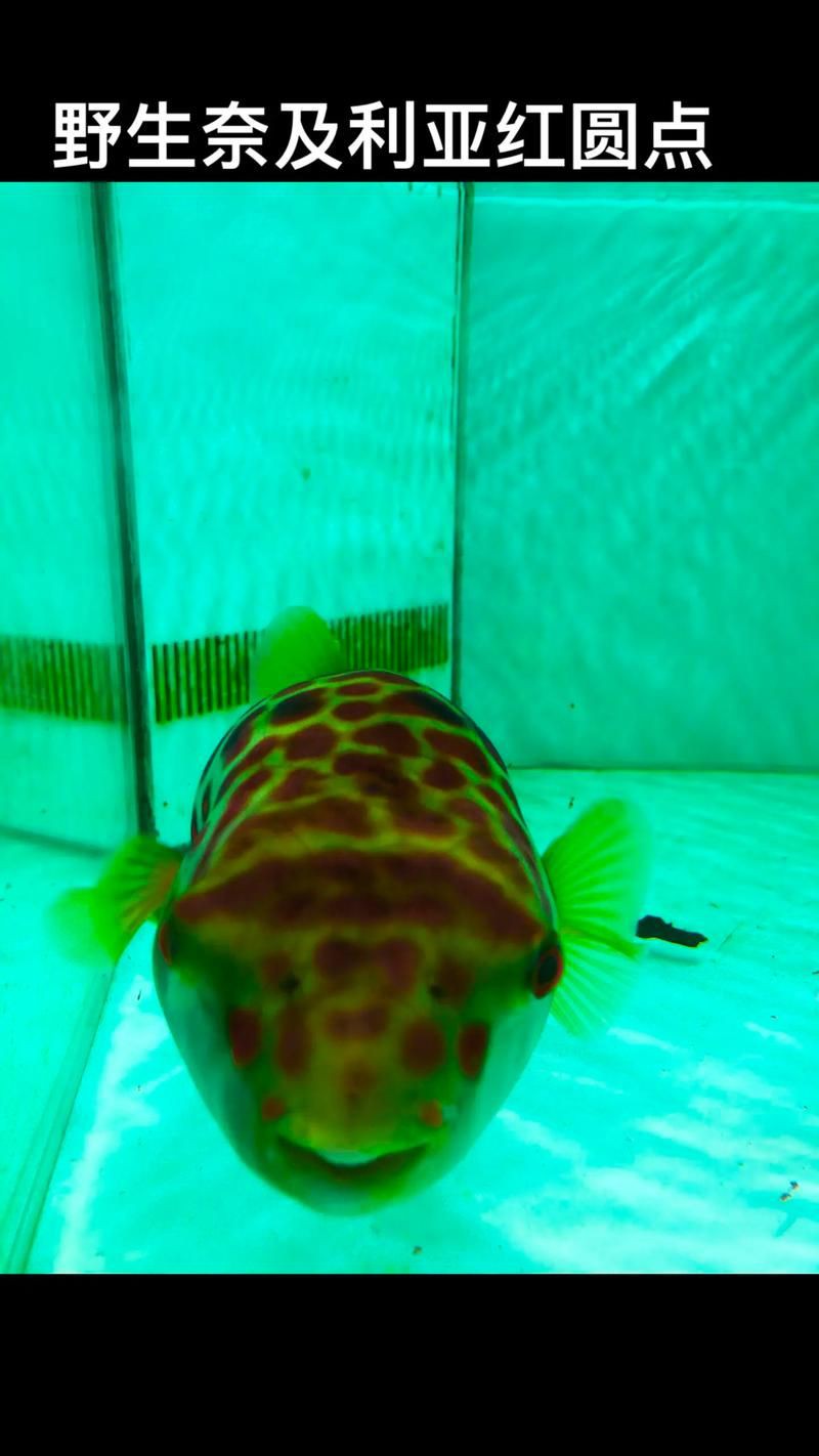 狗頭魚圖片多少錢一條，關于“狗頭魚圖片多少錢一條”的具體定價信息