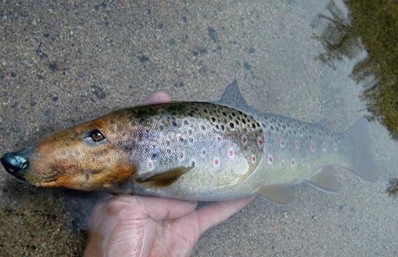 狗頭魚圖片多少錢一條，關于“狗頭魚圖片多少錢一條”的具體定價信息