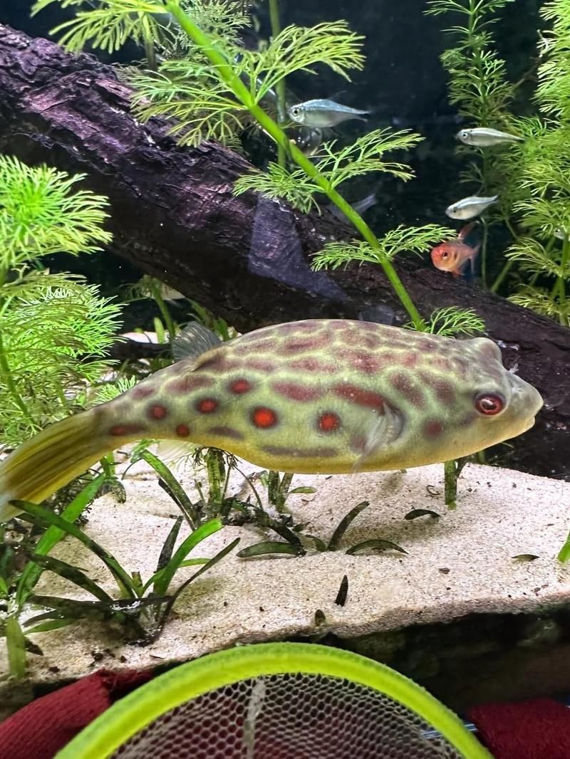 狗頭魚圖片多少錢一條，關于“狗頭魚圖片多少錢一條”的具體定價信息