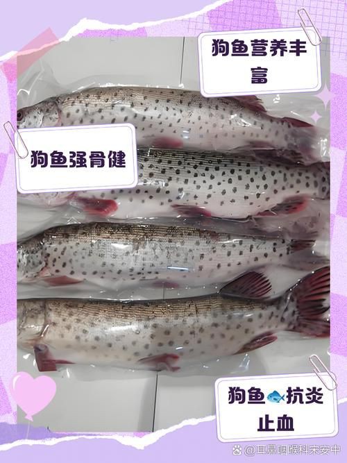 狗頭魚圖片多少錢一條，關于“狗頭魚圖片多少錢一條”的具體定價信息
