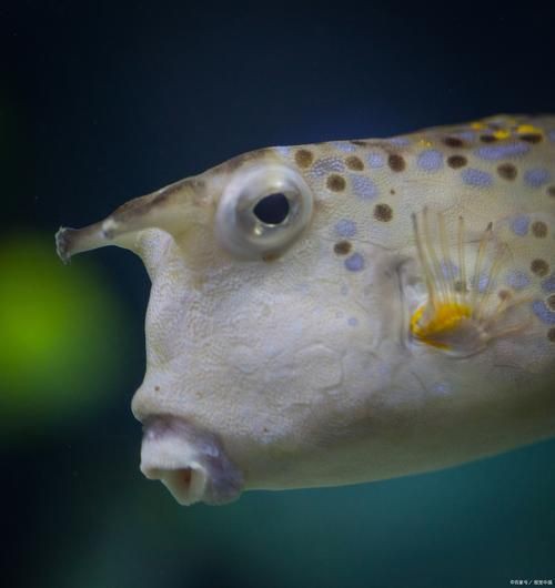 狗頭魚圖片多少錢一條，關于“狗頭魚圖片多少錢一條”的具體定價信息