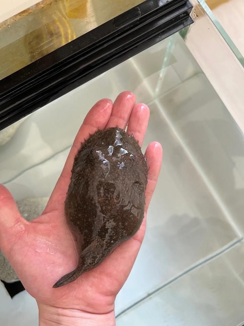 狗頭魚圖片多少錢一條，關于“狗頭魚圖片多少錢一條”的具體定價信息