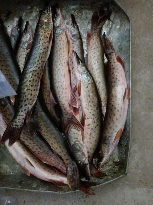 狗頭魚圖片多少錢一條，關于“狗頭魚圖片多少錢一條”的具體定價信息