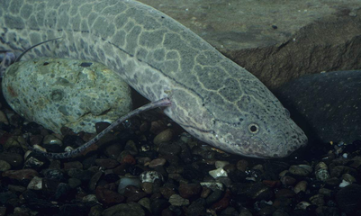 金龍魚用白缸還是黑缸好看點(龍魚黑缸和白缸的區(qū)別)