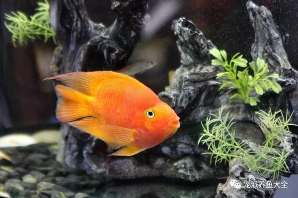 大魚水族魚缸怎么養活視頻：農村阿芝提供的生態魚缸養魚方法，強調魚花共養和造景的重要性