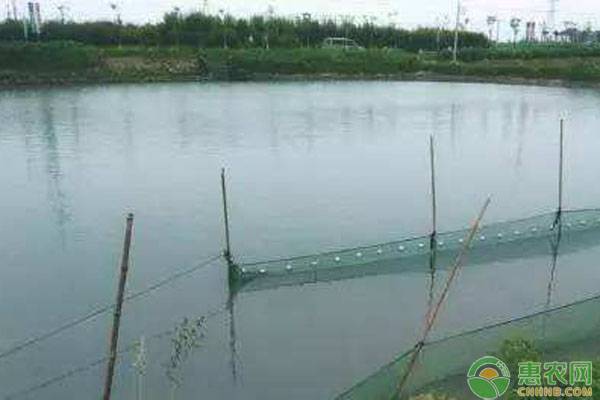 龍魚吃東西嚼嚼就吐了而且在缸里快速游動(dòng)