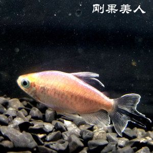 印尼虎魚最佳配魚季節是幾月：印尼虎魚最佳配魚季節是幾月份