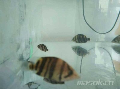 印尼虎魚最佳配魚季節是幾月：印尼虎魚最佳配魚季節是幾月份