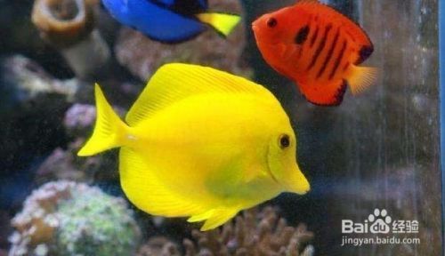 大型魚缸批發市場價格：大型魚缸批發市場價格受多種因素影響