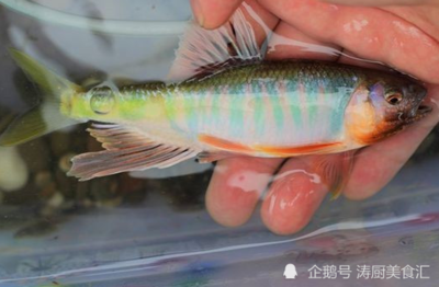 豬鼻龜疥瘡怎么治療(豬鼻龜爛鼻子怎么治療) 豬鼻龜百科 第1張 豬鼻龜疥瘡怎么治療(豬鼻龜爛鼻子怎么治療) 豬鼻龜疥瘡怎么治療(豬鼻龜爛鼻子怎么治療) 豬鼻龜百科 第1張
