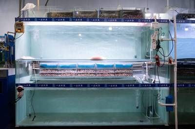 <strong><mark>渭南</mark></strong>錦鯉池維護(hù)（<strong><mark>渭南</mark></strong>錦鯉養(yǎng)殖場）