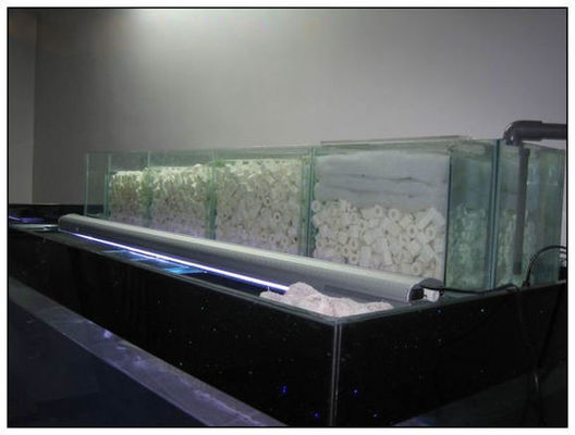 新買的虎魚幫忙看下