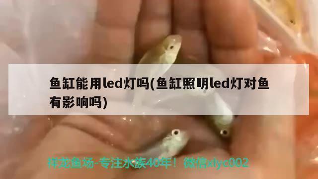 紅龍魚缸背景顏色搭配效果圖：紅龍魚缸背景顏色搭配效果圖詳情