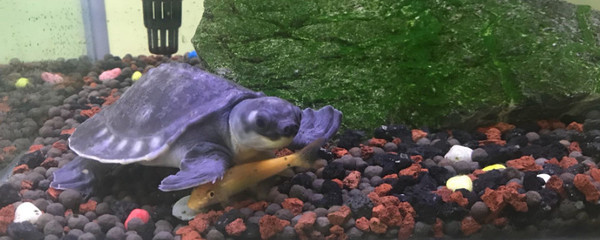 1.2米魚缸放多少鹽：1.2米魚缸放鹽的量可能會有所不同，養龍魚不要放鹽