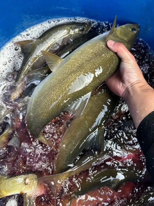 中國十大名貴魚排名，中國十大名貴魚排行榜