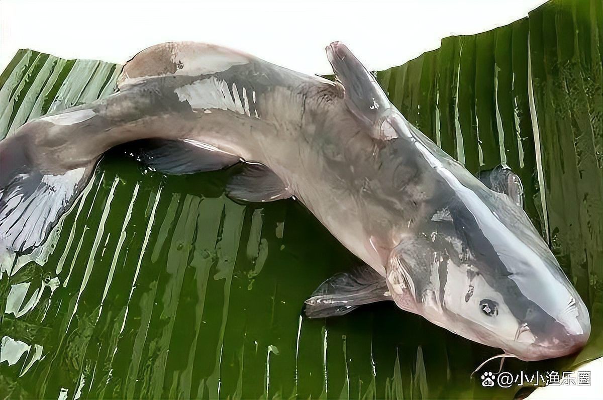中國十大名貴魚排名，中國十大名貴魚排行榜