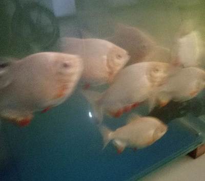 祥龍超血紅龍魚：祥龍超血紅龍魚市場價格