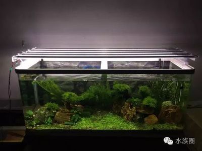 紅龍魚用什么顏色的缸養最好：紅龍魚缸養顏色選擇