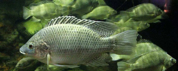 魚缸燈管拆卸方法(魚缸燈管拆卸方法圖)