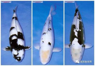 一米銀龍魚價(jià)格多少錢一只啊圖片大全(銀龍魚多少錢一條?銀龍魚價(jià)格水族品種)