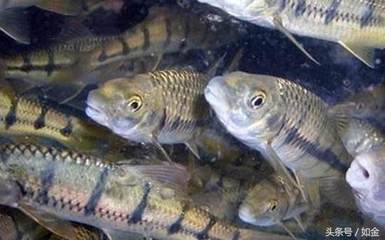 銀龍魚屬于龍魚嗎還是海魚(龍魚和銀龍魚的區別)