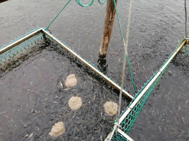 紅龍魚變色過程