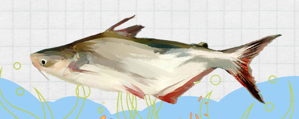 金龍魚為什么尾巴越來越紅了怎么回事