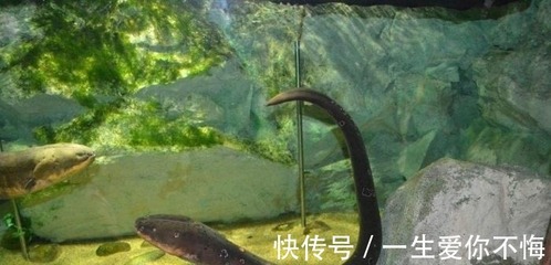 大魚缸清理工具有哪些品牌：大魚缸清潔工具品牌是一個(gè)重要的考慮因素是一個(gè)重要的考慮因素