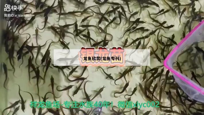 紅龍魚40長到60需要多久(20公分紅龍魚一年長多大)