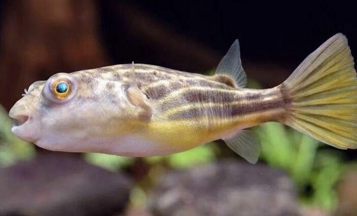 虎魚和什么魚混養好看圖(虎魚與什么魚混養好)