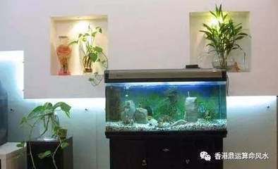 魚缸旺財的正確擺放位置（如何選擇適合的魚缸尺寸）