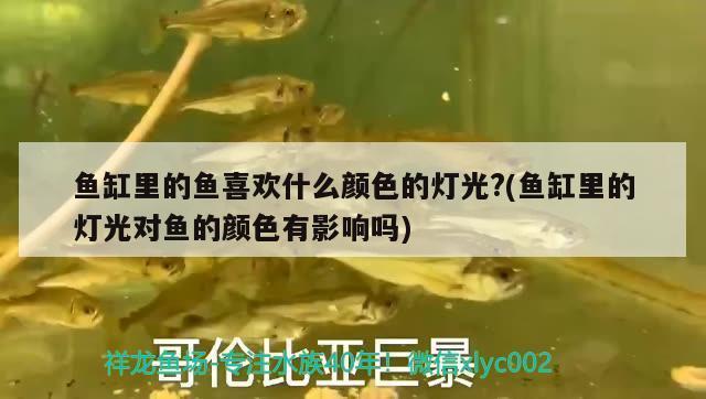 龍魚用什么燈光比較好養(yǎng)護（龍魚要用什么燈光養(yǎng)比較好）