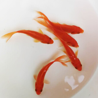 養小虎魚需要多大魚缸呢(新手養虎魚養多大的好)