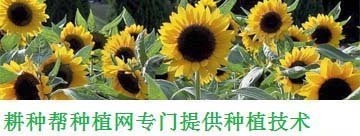 魚缸出綠苔對魚有什么好的影響(魚缸里面長綠苔對魚有影響嗎)