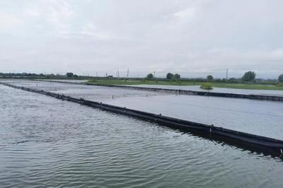 銀龍魚的牙齒有毒嗎能吃嗎(銀魚有毒嗎?)