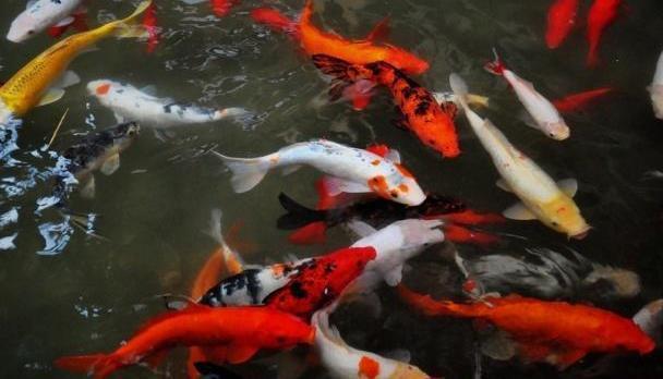 森森魚缸led燈管怎么換：更換森森魚缸led燈管的基本步驟和注意事項