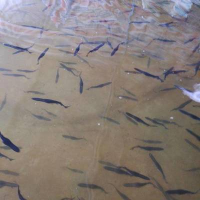 魚缸里養豬鼻龜好不好呀(魚缸里養豬鼻龜好不好呀視頻)