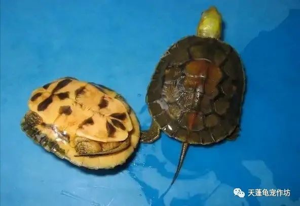 什么烏龜最貴，《什么烏龜最貴》全球最昂貴的烏龜品種價格排行榜